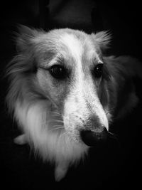 Close-up of dog looking away