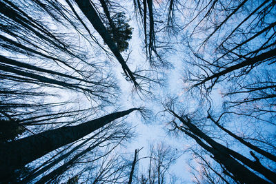 Low angle view of bare trees against sky