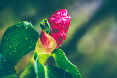 Close-up of pink rose flower bud