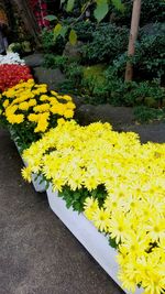 Close-up of yellow flowers