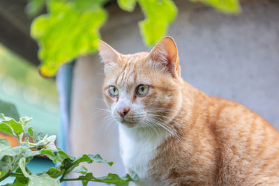 Close-up of a cat looking away