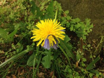 Close-up of yellow flower blooming