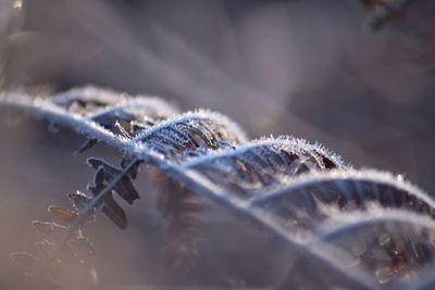 Close-up of frozen plant during winter