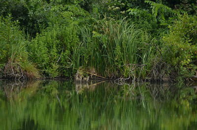 Reflection of trees in water