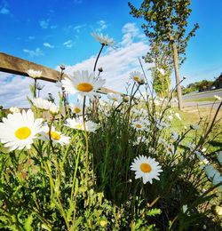 Close-up of flowering plants on field against sky