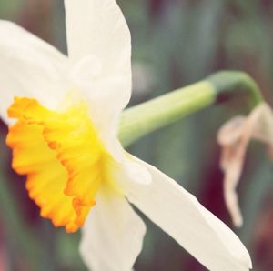 Close-up of yellow flower