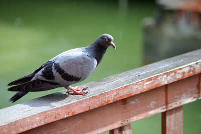 Close-up of pigeon perching on railing