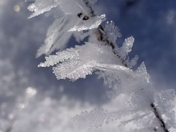 Close-up of frozen leaf against sky