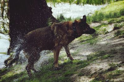 View of wet dog