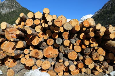 Stack of logs in forest