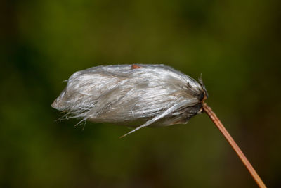 Close-up of flower in a swamp