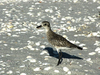 High angle view of bird on land