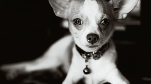 Close-up portrait of dog