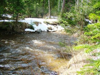 Scenic view of forest