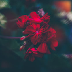 Close-up of red flowering plant