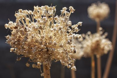 Close-up of white flowers