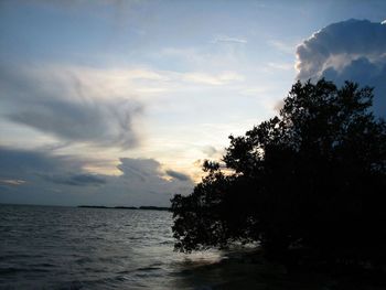 Silhouette tree by sea against sky during sunset