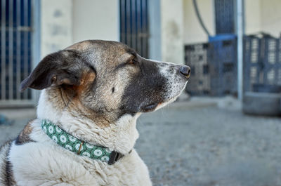Close-up of a dog looking away