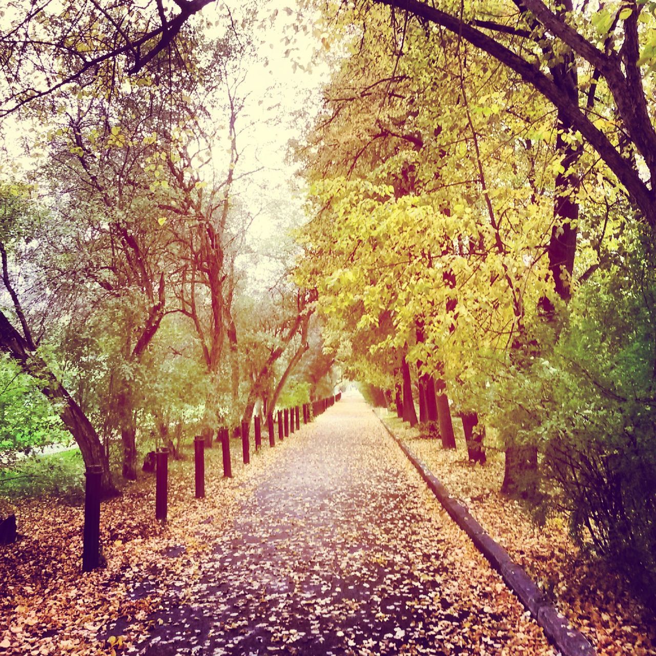 tree, the way forward, diminishing perspective, autumn, branch, vanishing point, growth, footpath, change, treelined, nature, tranquility, park - man made space, leaf, day, beauty in nature, walkway, pathway, season, outdoors