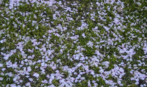 View of plants growing on field