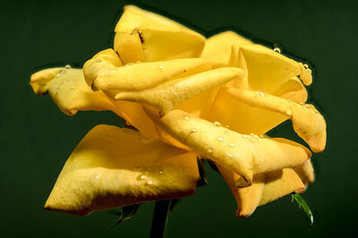 yellow