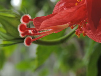 Close-up of red rose flower