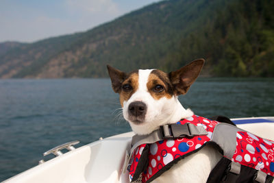Jack russell terrier dog wearing a lifejacket in boat on  sunny  kalamalka lake in british columbia