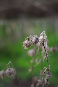 Close-up of wilted plant