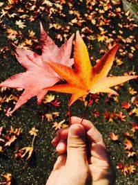 Close-up of hand on maple leaf during autumn