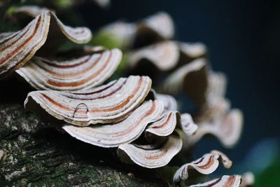 Close-up of turkey tail mushroom on a dead tree.