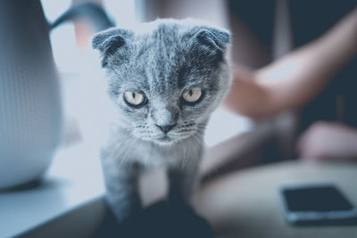 Close-up portrait of cat at home