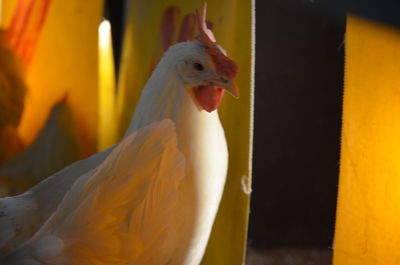 White layer chicken close-up.