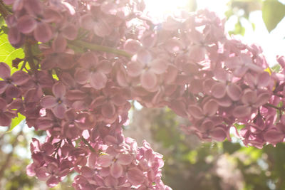 Low angle view of pink flowers on tree