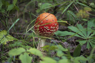 Close-up of fly agaric mushroom on field