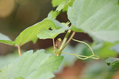 Close-up of insect on leaf