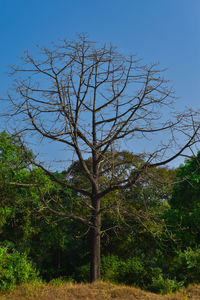 Trees in forest against clear sky