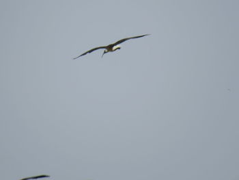 Low angle view of bird flying in sky
