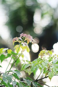 Close-up of white flowering plant