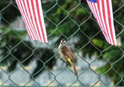 Birds perching on chainlink fence