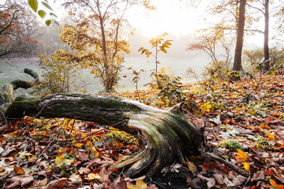 Fallen tree in forest during autumn