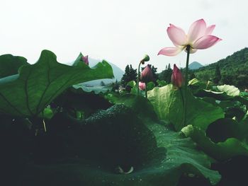 Close-up of pink flowers