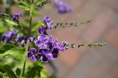 Close-up of purple flowering plant