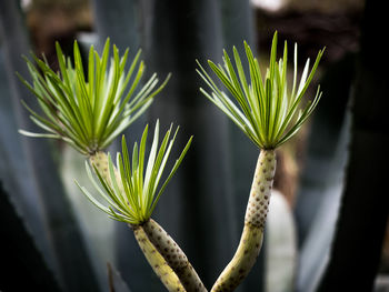 Close-up of leaves