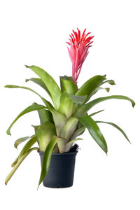 Close-up of potted plant against white background