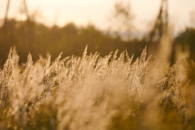 Calamagrostis epigejos bushgrass. wood small-reed grass in field. beautiful sunny landscape