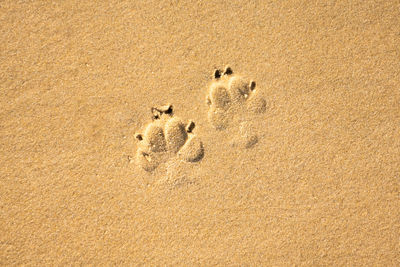 High angle view of paw imprints on sand