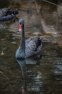 Swan swimming in lake