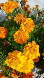 Close-up of yellow flowers blooming outdoors