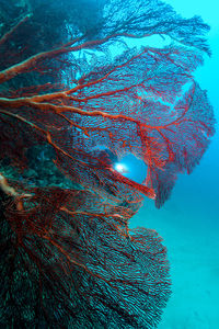 Low angle view of plants against blue sea