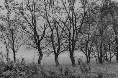 Bare trees on field against sky